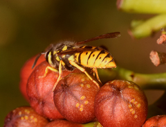 Vespula germanica