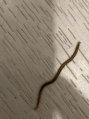 Arthropoda