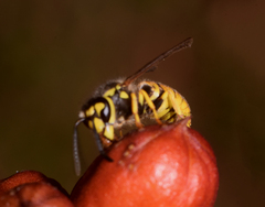 Vespula germanica
