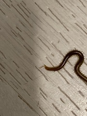 Arthropoda