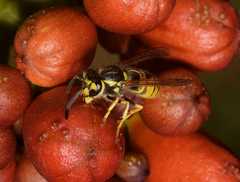 Vespula germanica
