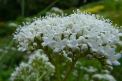 Valeriana alliariifolia