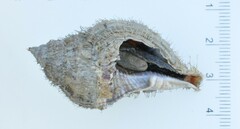 Monoplex pilearis