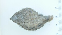 Monoplex pilearis