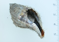 Monoplex pilearis