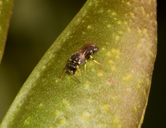 Hylaeus punctatus