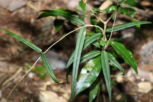 Image of Parsonsia paulforsteri by (c) Greg Tasney, some rights reserved (CC BY-SA)
