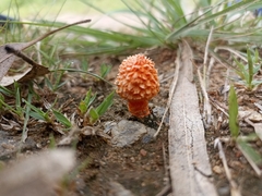 Agaricus trisulphuratus