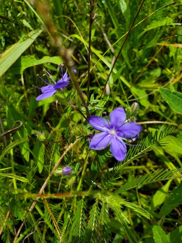 Skyflower (Hydrolea corymbosa)