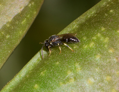 Hylaeus punctatus