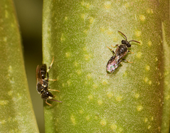 Hylaeus punctatus