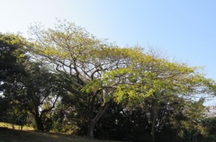 Albizia adianthifolia adianthifolia
