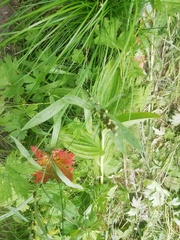 Omalotheca norvegica