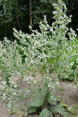 Salvia aethiopis