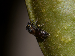 Hylaeus punctatus