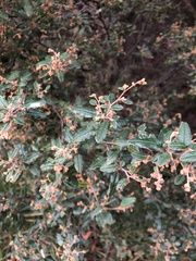 Pomaderris paniculosa