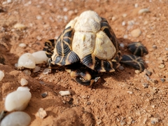 Psammobates tentorius trimeni