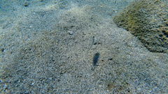 Torquigener flavimaculosus