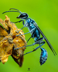 Chalybion bengalense