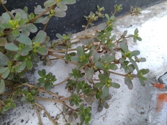 Portulaca oleracea