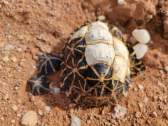 Psammobates tentorius trimeni