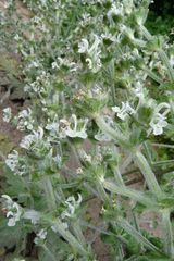 Salvia aethiopis