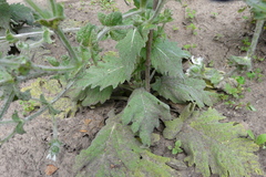 Salvia aethiopis