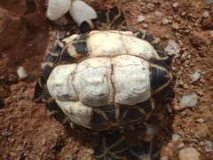 Psammobates tentorius trimeni