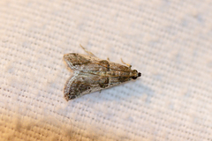 Acrobasis obtusella