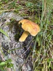 Cantharellus amethysteus