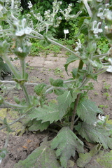 Salvia aethiopis
