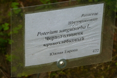 Sanguisorba minor