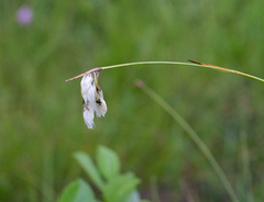 Eriophorum viridicarinatum