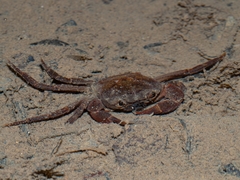 Parathelphusa maculata