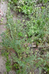 Sanguisorba minor