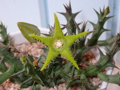 Orbea dummeri