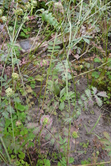 Sanguisorba minor