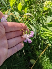 Impatiens glandulifera