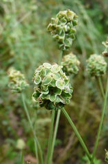 Sanguisorba minor