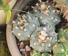 Lophophora diffusa