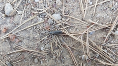 Brachyderes