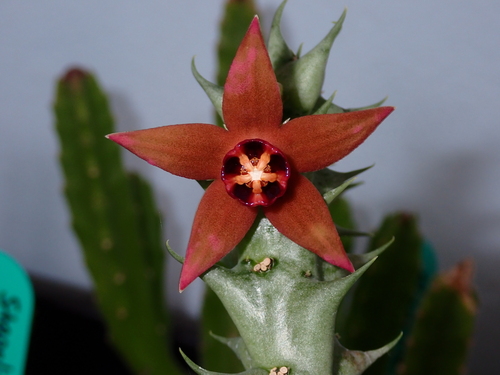Orbea abayensis
