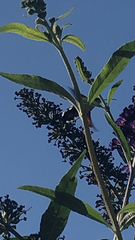 Macroglossum stellatarum