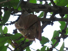 Epomophorus crypturus