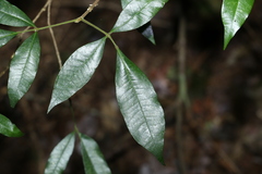 Bouchardatia neurococca