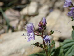 Veronica ponae