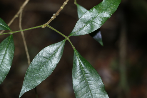 Image of Bouchardatia neurococca by (c) Greg Tasney, some rights reserved (CC BY-SA)