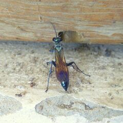 Chalybion bengalense