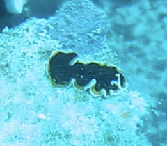 Pseudobiceros hancockanus