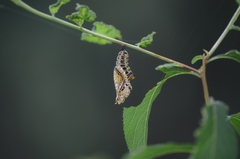 Limenitis sydyi